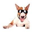 Cheerful bull terrier in sunglasses Royalty Free Stock Photo