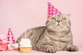 Cheerful cat in a cap and a cupcake celebrates a birthday, on a pink background Royalty Free Stock Photo