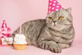 Cheerful cat in a cap and a cupcake celebrates a birthday, on a pink background Royalty Free Stock Photo