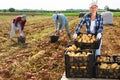 Positive woman agriculturist harvesting potatoes on field