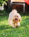 Cheerful cheerful cute curly toy poodle puppy walks in the garden Royalty Free Stock Photo