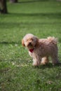 Cheerful cheerful cute curly toy poodle puppy walks in the garden Royalty Free Stock Photo