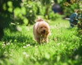 Cheerful cheerful cute curly toy poodle puppy walks in the garden Royalty Free Stock Photo