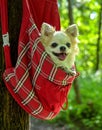 Cheerful chihuahua dog inside red checkered pet bag in green sunny forest Royalty Free Stock Photo