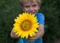 Cheerful child boy holding a big yellow sunflower flower with a smile on it Royalty Free Stock Photo