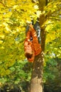 Cheerful child hang on tree