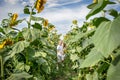 Cheerful children run along the path in the field of sunflowers Royalty Free Stock Photo