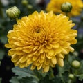 A cheerful chrysanthemum with bright yellow petals and a full, fluffy shape, generative AI