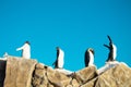 Cheerful Colorful aqua park slides with penguins. Dubai, UAE, panorama Ice Land waterpark Royalty Free Stock Photo