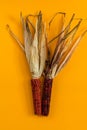 Cheerful and Colorful dried Indian Corn on yellow surface