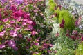 Cheerful and colorful sunny summer flower border with pink Lavatera, mix of pink phloxes , white Sweet Alyssum and colorful mix of