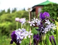 Cheerful company of flowers