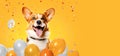 Cheerful corgi dog with balloons on a festive yellow background. Banner, postcard, copy space.