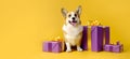 Cheerful corgi dog with gifts on a yellow background. Banner. Copyspace