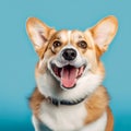 Cheerful Corgi: Vibrant Studio Portraits Of An Excited Dog