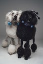 Cheerful couple poodle dogs posing against gray background