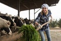 Cheerful cowgirl working with milking herd at cowhouse in farm