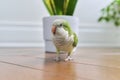 Cheerful curious green monk quaker parrot on wooden table