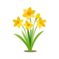 Cheerful Daffodil Bunch: A Vibrant Vector Illustration of Spring Flowers in Bloom Royalty Free Stock Photo