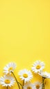 Cheerful daisy banner on sunny yellow backdrop Royalty Free Stock Photo