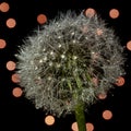 Cheerful dandelion with shiny water drops, black background and orange bokeh lights Royalty Free Stock Photo