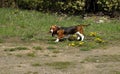 Dog Basset Hound for a walk