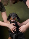 A cheerful Doberman puppy is cradled in a person arms, its joyful expression