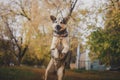 The dog among the bright autumn leaves plays ball