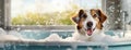 A cheerful dog enjoying a bubble bath with a window view. A happy canine with a bright expression sits in a sudsy tub