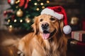 Cheerful dog golden retriever in Santa Claus hat near Christmas tree at home. Preparing for Christmas holidays Royalty Free Stock Photo