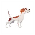 Cheerful dog has cracked on a white background. Royalty Free Stock Photo