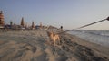 Cheerful Dog Having Fun on Beach in Sand Royalty Free Stock Photo