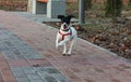Cheerful dog Jack Russell Terrier with black and white runs forward on the road.