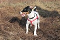 Cheerful dog Jack Russell Terrier white with black spots in a red bib stands on a background of grass.