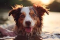 Cheerful dog playing and splashing in refreshing water