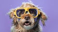 Cheerful dog wearing diving goggles on purple background Royalty Free Stock Photo