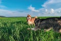 Cheerful dogs are playing on the green field. Husky dogs play in the chase on a summer walk in the park. Royalty Free Stock Photo