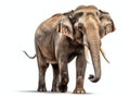 Ai Generated illustration Wildlife Concept of Cheerful elephant isolated on white Royalty Free Stock Photo