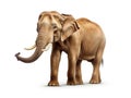 Ai Generated illustration Wildlife Concept of Cheerful elephant isolated on white Royalty Free Stock Photo