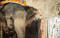 Cheerful elephant. Jaipur, state Rajasthan.India