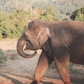 A cheerful elephant walks through the sunny summer safari park. Profile view
