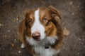Cheerful face of pet outside in summer. Beautiful young brown happy Australian Shepherd portrait close up. View from above. Aussie Royalty Free Stock Photo
