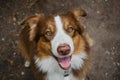 Cheerful face of pet outside in summer. Beautiful young brown happy Australian Shepherd with tongue hanging out portrait close up Royalty Free Stock Photo