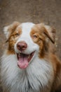 Cheerful face of pet outside in summer. Beautiful young brown happy Australian Shepherd with tongue hanging out portrait Royalty Free Stock Photo