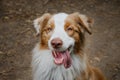 Cheerful face of pet outside in summer. Beautiful young brown happy Australian Shepherd with tongue hanging out portrait Royalty Free Stock Photo