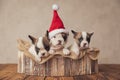 cheerful family of three puppies wearing christmas hat Royalty Free Stock Photo