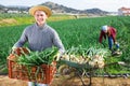 Cheerful farmer carrying crate with harvested spring onions
