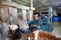 Cheerful farmer petting cows Royalty Free Stock Photo