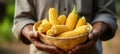 Cheerful farmer with straw hat holding basket of fresh corn on defocused background with text space