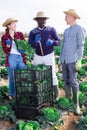 Cheerful farmworkers friendly talking during savoy cabbage harvest Royalty Free Stock Photo